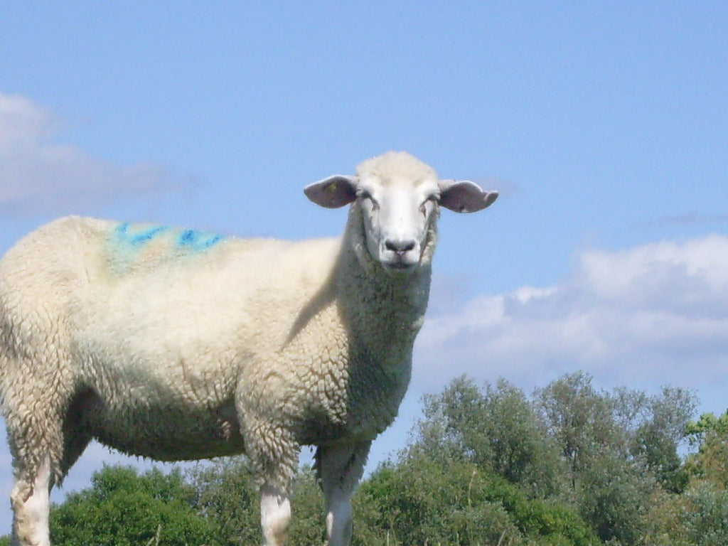 Schaf am Deich